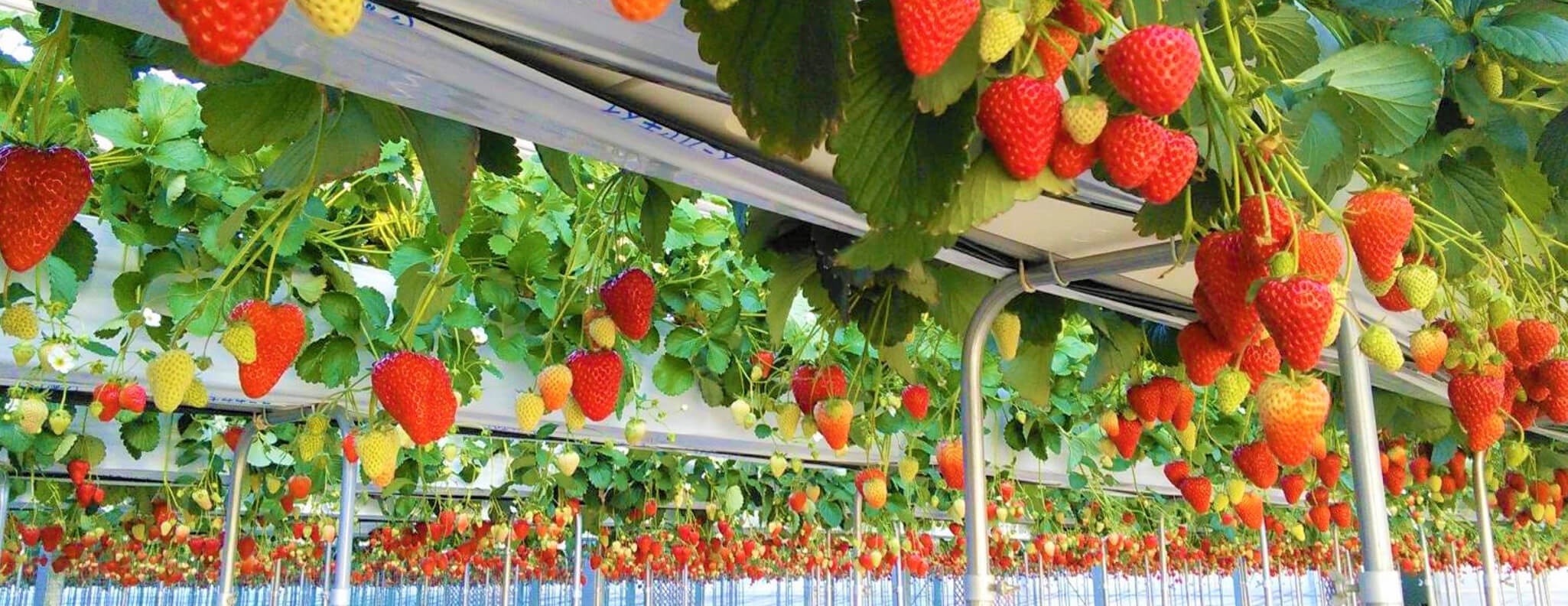 いちご畑花園 | 花園インターからすぐ!!埼玉のいちご狩りはいちご畑